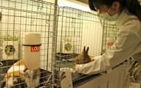 卯年にペットのウサギ人気は高まりそうだ(横浜市のうさぎのしっぽ横浜店)