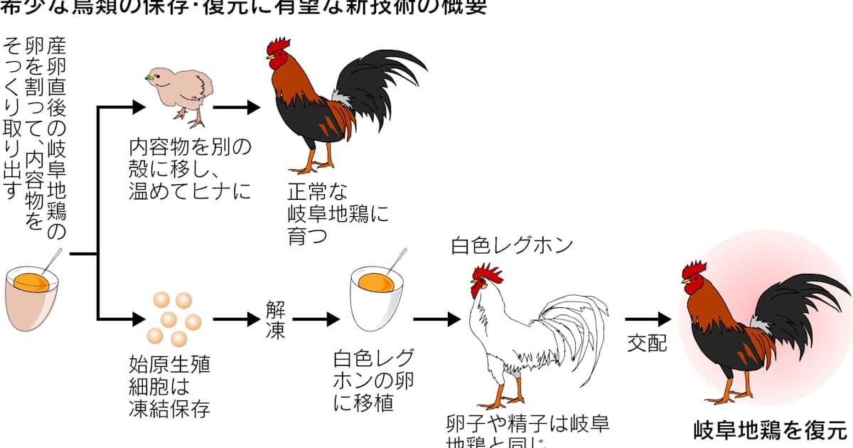 冷凍細胞で一 卵 二鳥 希少トリ 保存 復元に道 日本経済新聞 冷凍細胞で一 卵 二鳥 希少トリ 保存 復元に道 日本経済新聞