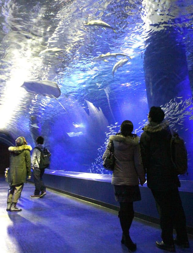 水族館の数 日本が世界一って本当 Nikkei Style 水族館の数 日本が世界一って本当 Nikkei Style