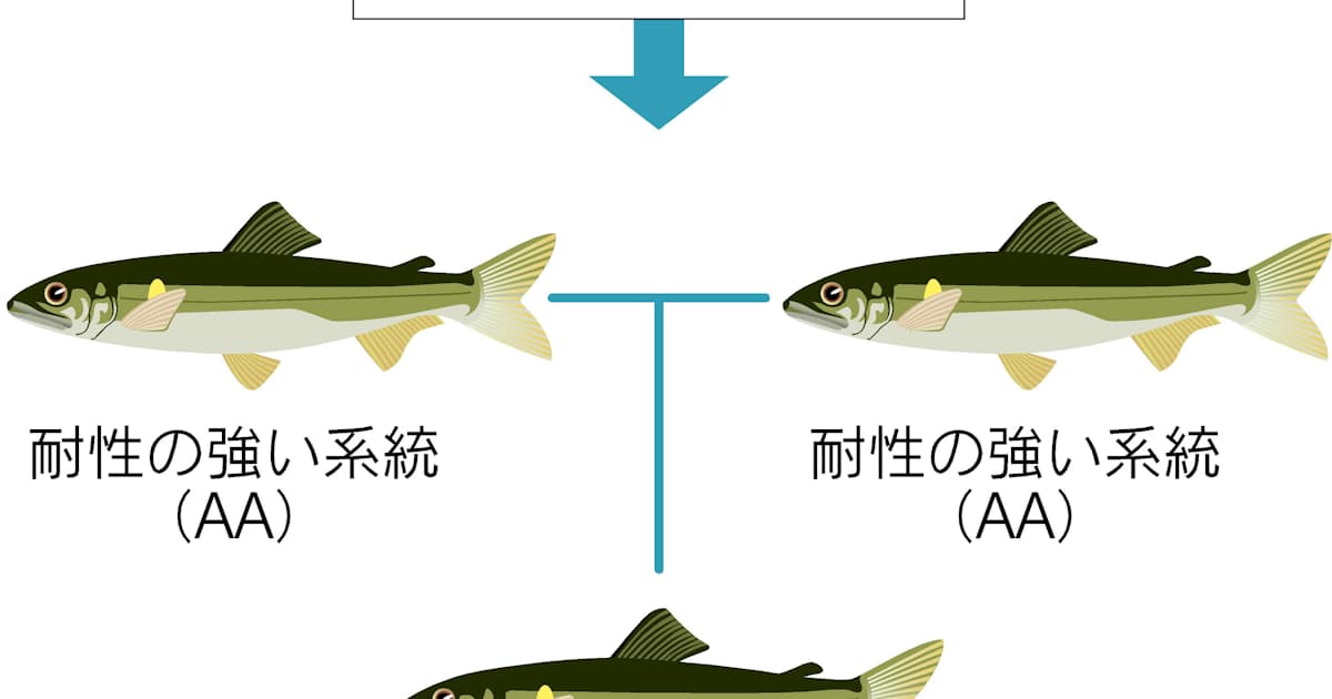 病気に強くおいしい魚を Dna情報使い品種改良 日本経済新聞 病気に強くおいしい魚を Dna情報使い品種改良 日本経済新聞