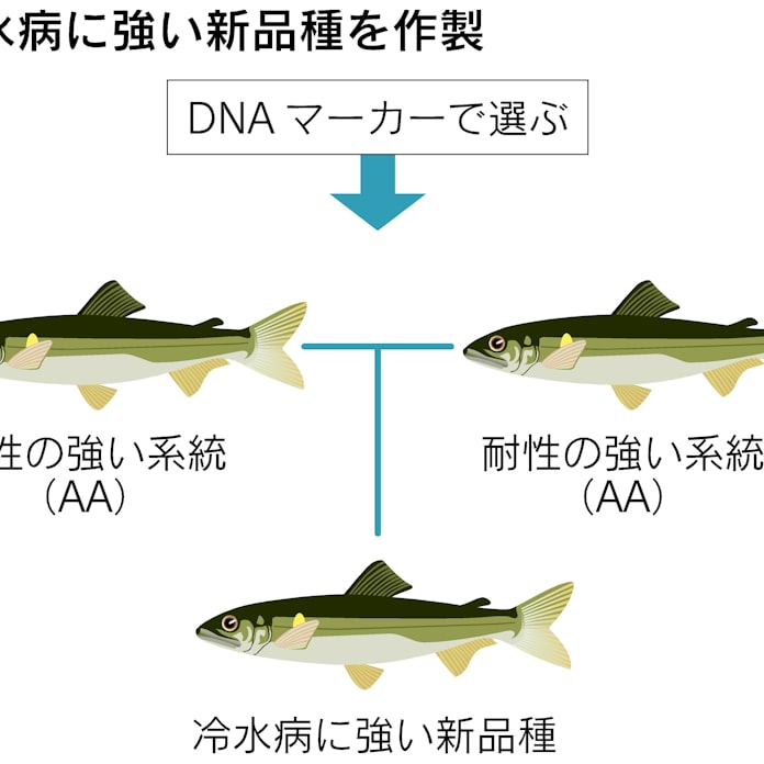 病気に強くおいしい魚を Dna情報使い品種改良 日本経済新聞 病気に強くおいしい魚を Dna情報使い品種改良 日本経済新聞