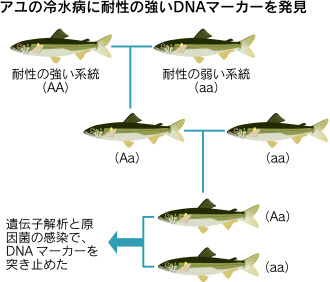 病気に強くおいしい魚を Dna情報使い品種改良 日本経済新聞