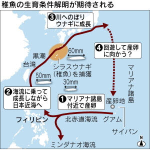 天然ウナギの卵 初の採集成功 マリアナ沖で東大など 日本経済新聞