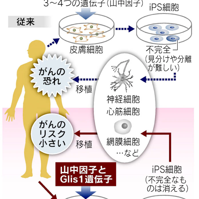 Ips細胞の発がん防ぐ新製法 山中教授ら再生医療へ一歩 日本経済新聞