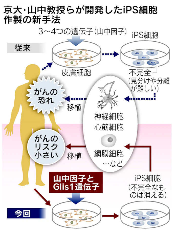 Ips細胞の発がん防ぐ新製法 山中教授ら再生医療へ一歩 日本経済新聞