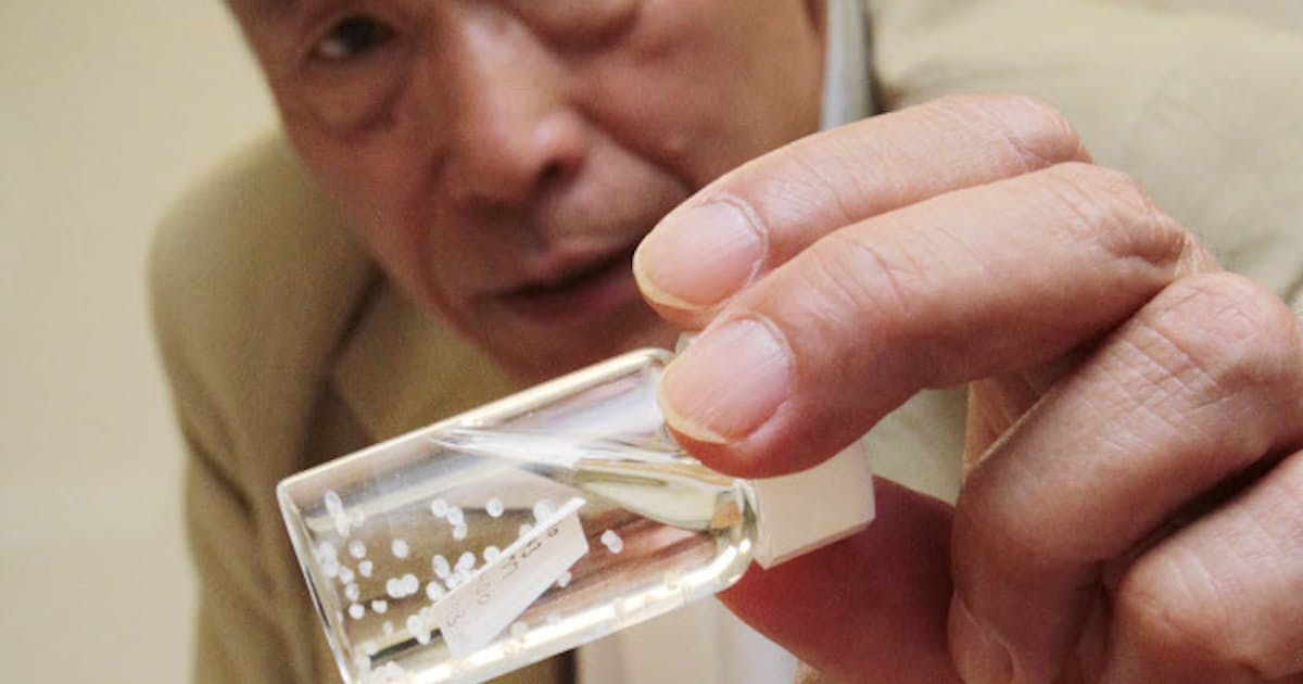 天然ウナギの卵 大量採取に成功 東大など世界初 日本経済新聞 天然ウナギの卵 大量採取に成功 東大など世界初 日本経済新聞