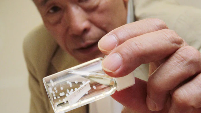 天然ウナギの卵 大量採取に成功 東大など世界初 日本経済新聞 天然ウナギの卵 大量採取に成功 東大など世界初 日本経済新聞