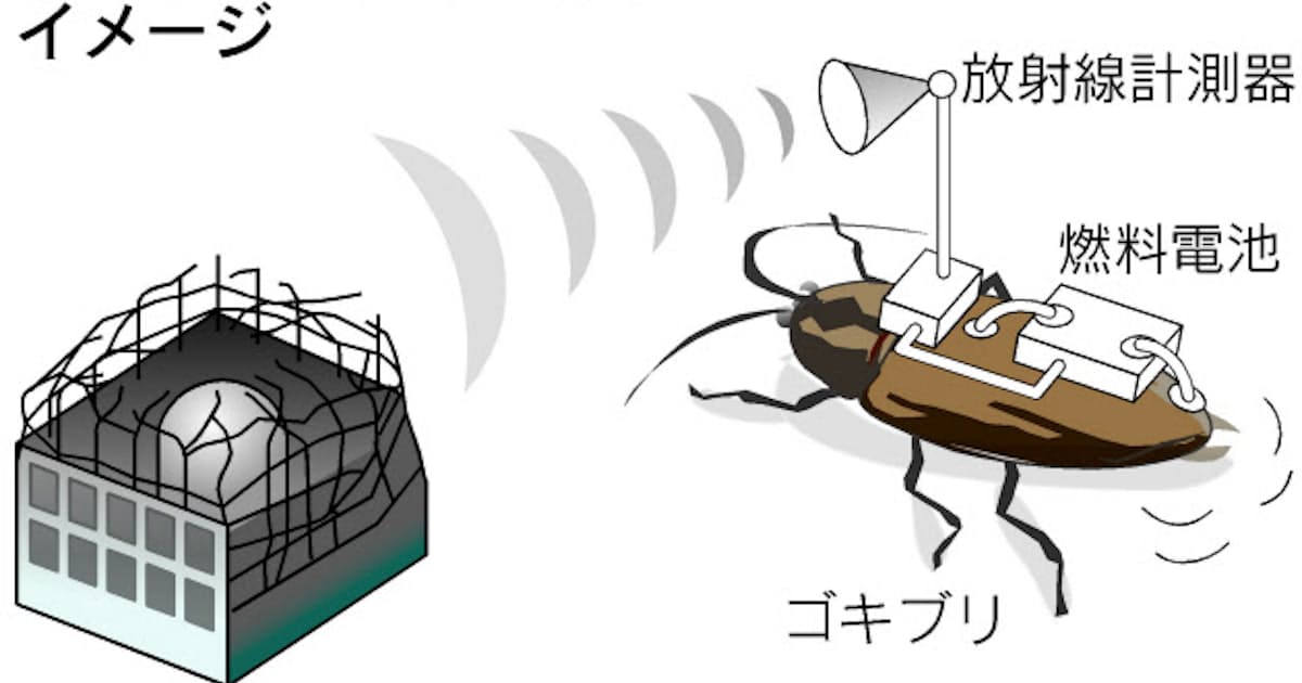 虫を原発災害ロボに 体液で発電 ゴキブリなら1年活動 日本経済新聞