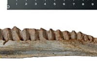 タイ東北部の地層で見つかり、福井県立恐竜博物館などが草食恐竜イグアノドン類の新種と確認した下顎骨の化石(同館提供)=共同