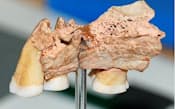英国で出土し、欧州最古の現生人類のものと判明した上あごと歯の化石=ロンドンの自然史博物館提供・共同