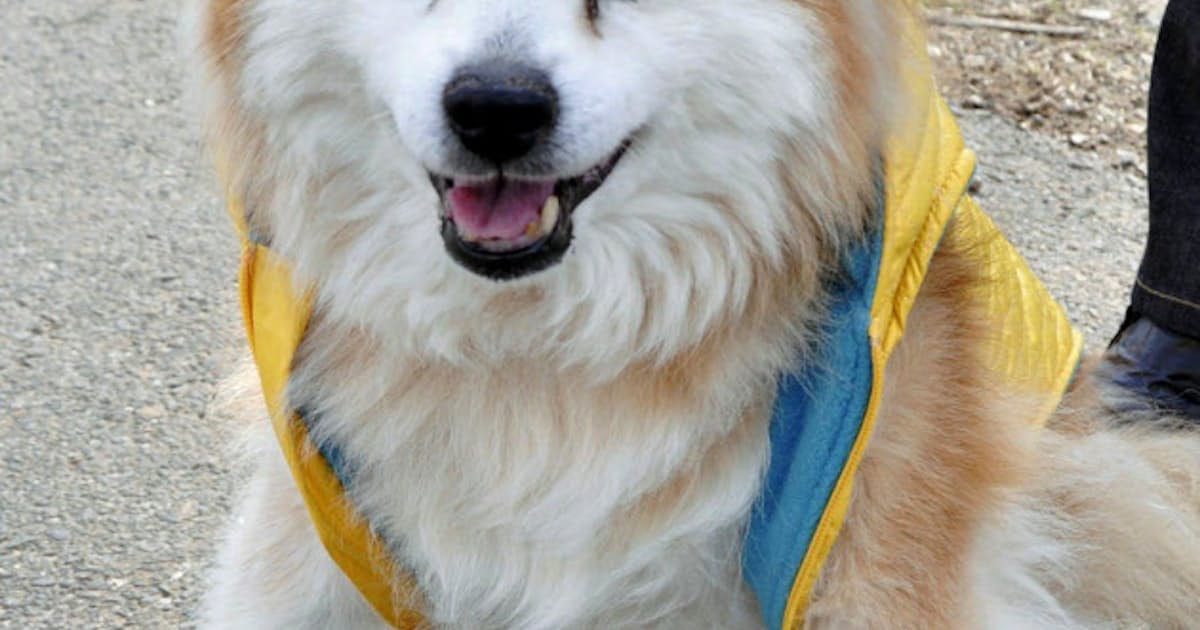 世界一の長寿犬 ぷースケ 26歳9カ月大往生 日本経済新聞 世界一の長寿犬 ぷースケ 26歳9カ月大往生 日本経済新聞