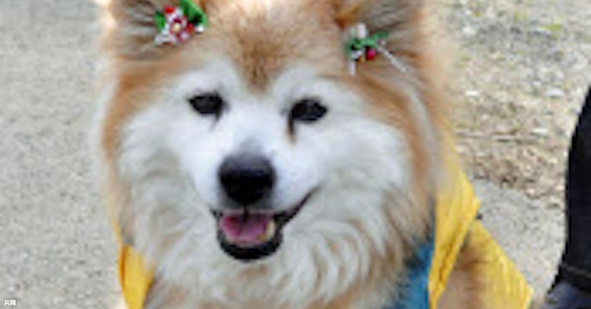 世界一の長寿犬 ぷースケ 26歳9カ月大往生 日本経済新聞