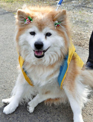世界一の長寿犬 ぷースケ 26歳9カ月大往生 日本経済新聞