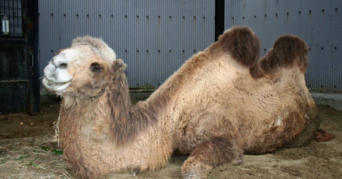 横浜 野毛山動物園のラクダ 世界最高齢に 18日に誕生日会 日本経済新聞 横浜 野毛山動物園のラクダ 世界最高齢に 18日に誕生日会 日本経済新聞
