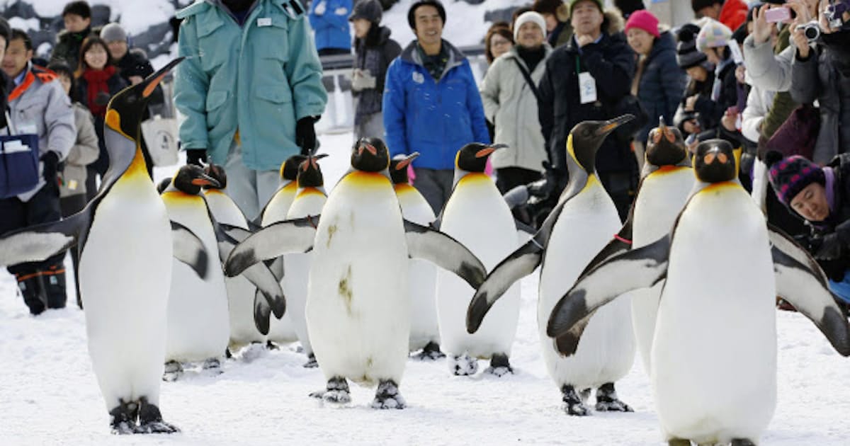 旭山動物園で ペンギン散歩 始まる 日本経済新聞 旭山動物園で ペンギン散歩 始まる 日本経済新聞