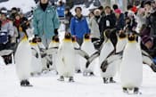 旭山動物園の冬の名物「ペンギンの散歩」が始まり、園内を行進するペンギン（10日午前、北海道旭川市）=共同