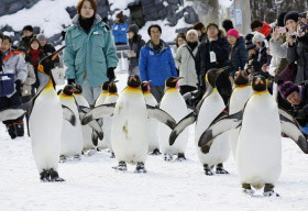 旭山動物園で ペンギン散歩 始まる 日本経済新聞