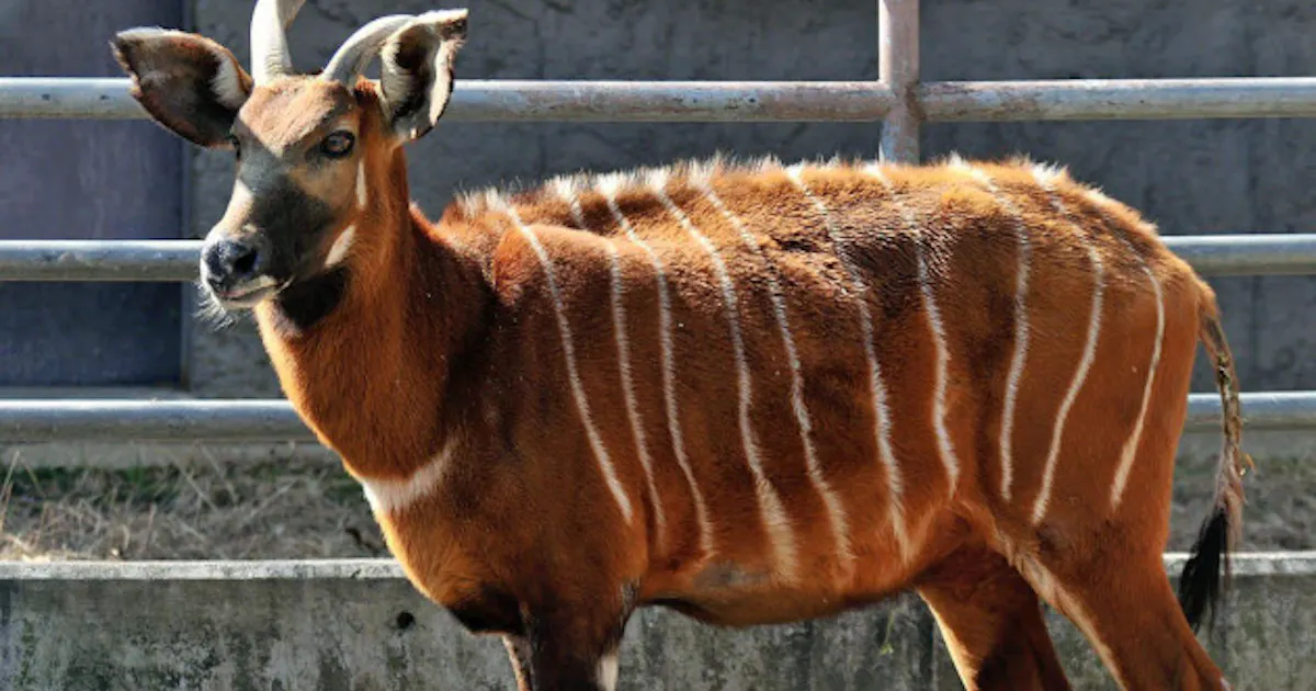 世界最高齢ボンゴ マツ 死ぬ 名古屋 東山動物園 日本経済新聞 世界最高齢ボンゴ マツ 死ぬ 名古屋 東山動物園 日本経済新聞