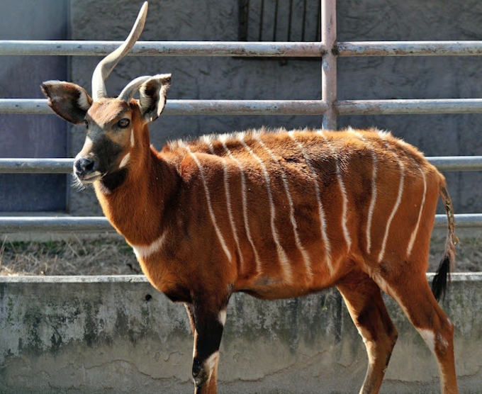 世界最高齢ボンゴ マツ 死ぬ 名古屋 東山動物園 日本経済新聞