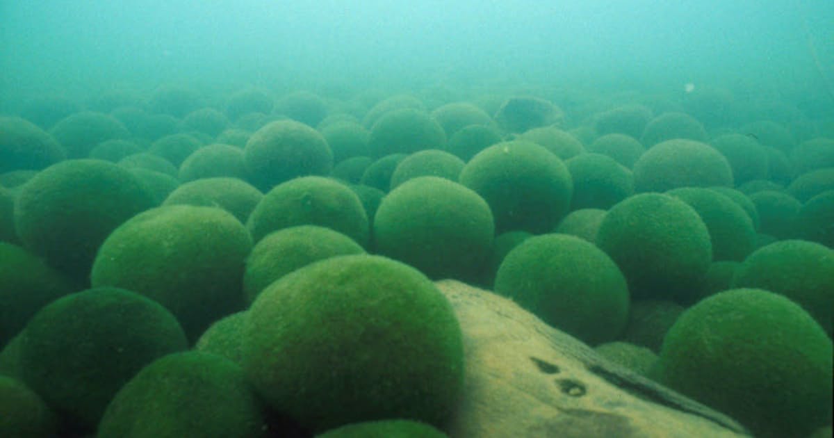 マリモは日本が起源 渡り鳥が運搬か 日本経済新聞 マリモは日本が起源 渡り鳥が運搬か 日本経済新聞