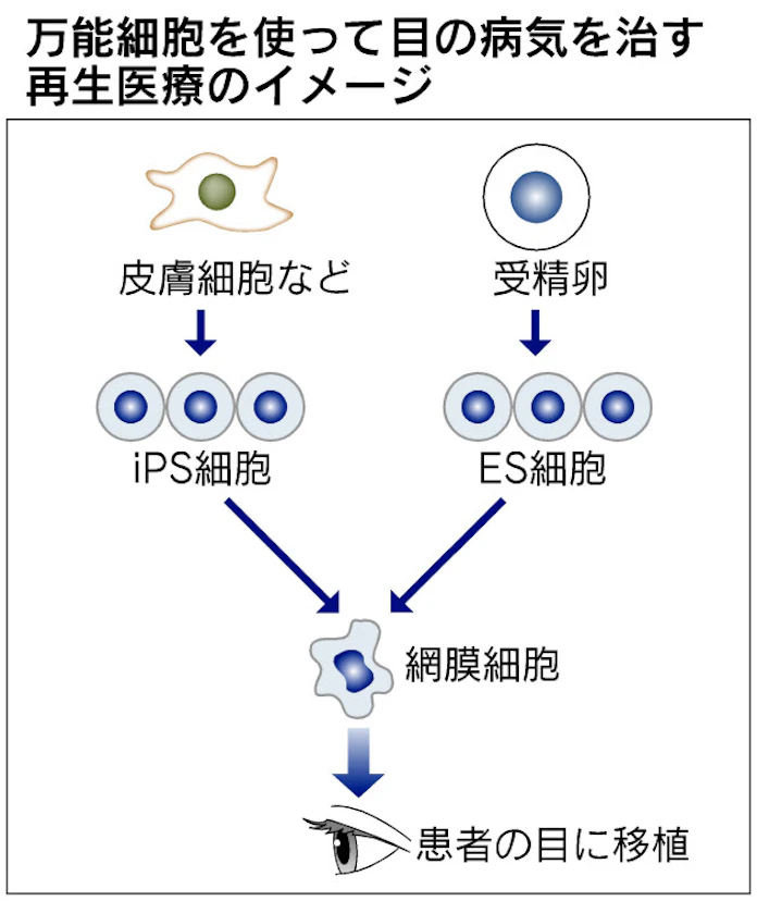 脂肪由来幹細胞を用いた再生医療 名古屋大学大学院医学系研究科 腎臓内科