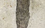 研究チームが解析した始祖鳥の羽根の化石(ドイツ・フンボルト博物館提供)=共同