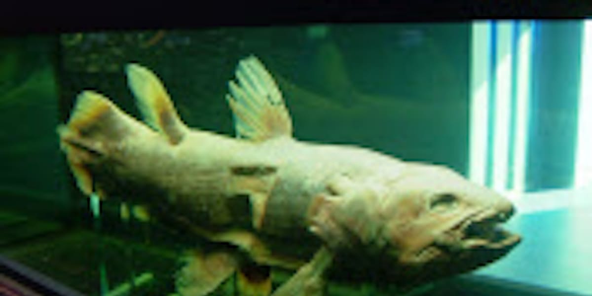 シーラカンスで復興 震災取材ブログ 日本経済新聞