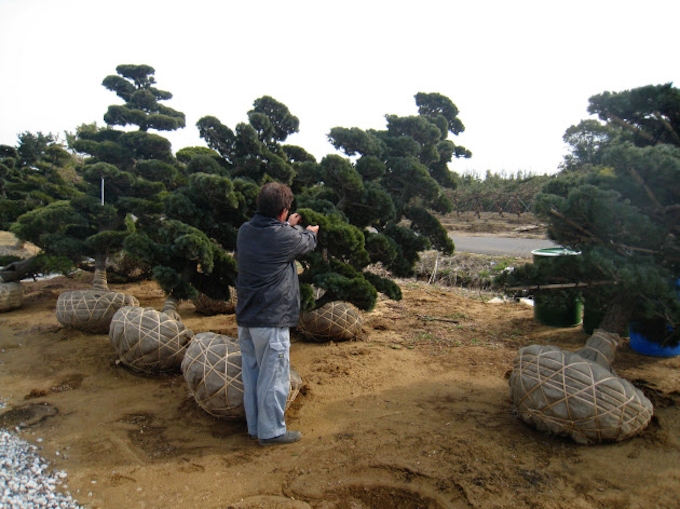 千葉県 植木の輸出を後押し 害虫予防で新手法 日本経済新聞