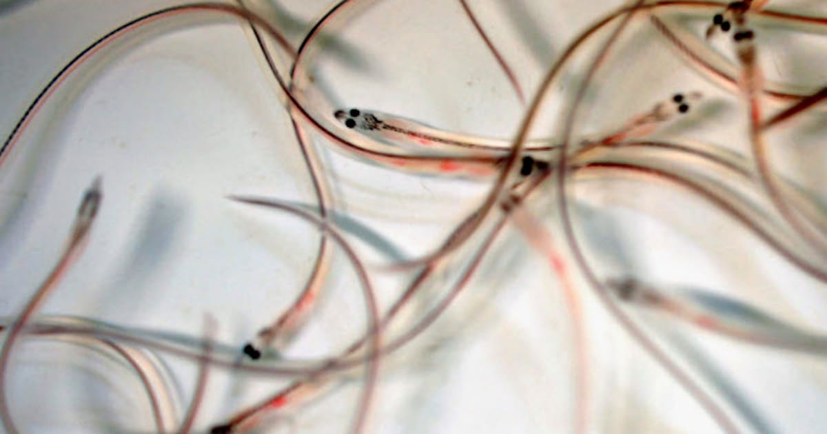 シラスウナギの回遊 夏にずれ込む 餌不足か 日本経済新聞 シラスウナギの回遊 夏にずれ込む 餌不足か 日本経済新聞