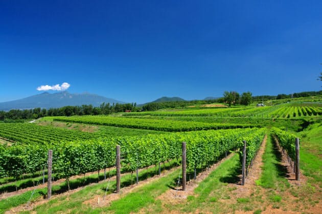 その名は 甲州 世界に飛躍する日本産ワイン Nikkei Style その名は 甲州 世界に飛躍する日本産ワイン Nikkei Style
