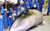 調査捕鯨で鮎川港に水揚げされたミンククジラ(16日午後、宮城県石巻市)