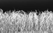 カーボン・ナノチューブを並べた「ヤモリテープ」の電子顕微鏡写真