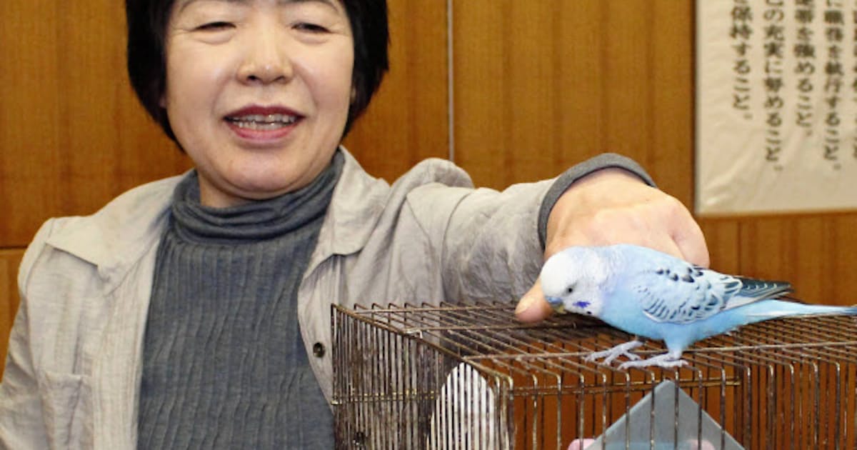 迷子インコ 住所を警察で話し3日ぶり飼い主の元へ 日本経済新聞