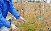 富山県が開発した花粉を出さないスギ「立山　森の輝き」の苗（3月、富山県立山町）=共同