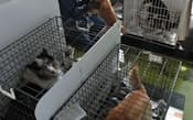 警戒区域内で保護されたペットが飼育されているシェルター(4月6日、福島市)