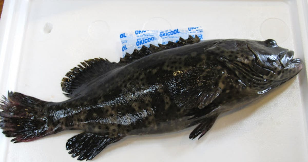 沖縄の高級養殖魚 ミーバイ 本土へ 日本経済新聞 沖縄の高級養殖魚 ミーバイ 本土へ 日本経済新聞