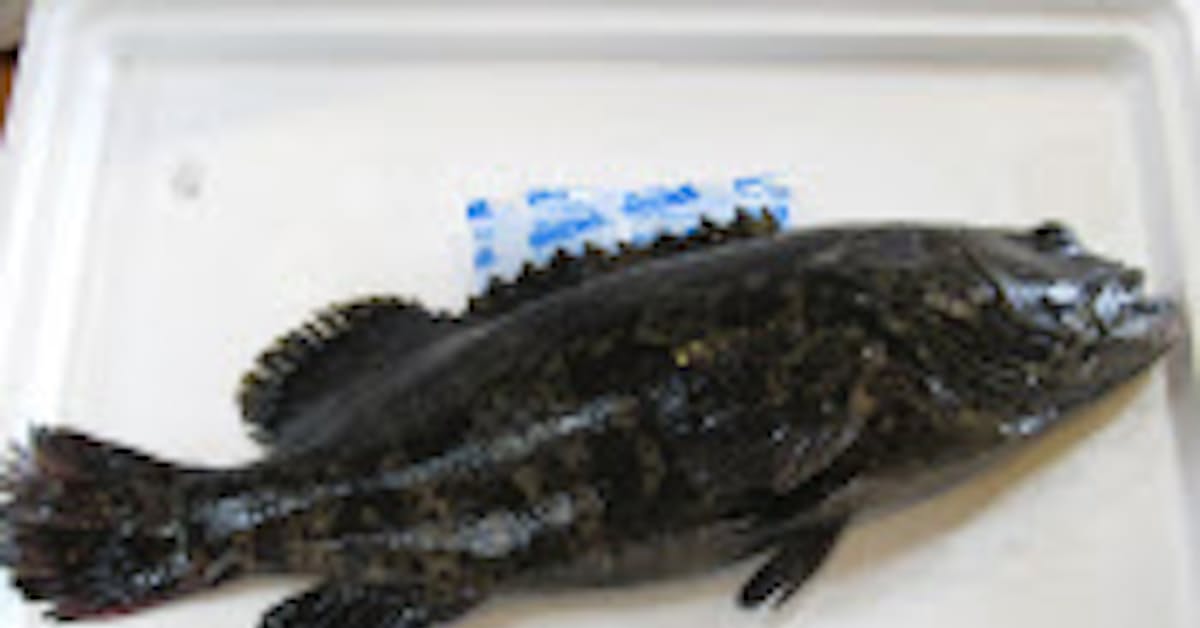 沖縄の高級養殖魚 ミーバイ 本土へ 日本経済新聞