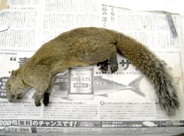 剥製づくり実習 目がかすみ腕はしびれ 熟年クマガール雑記 Nikkei Style 剥製づくり実習 目がかすみ腕はしびれ 熟年クマガール雑記 Nikkei Style