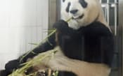 赤ちゃんを出産したジャイアントパンダ「シンシン」（6月、東京・上野動物園）=共同