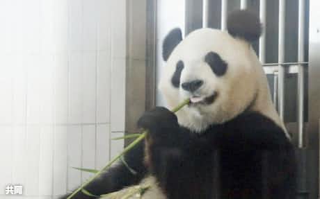 パンダの赤ちゃん 肺炎で死ぬ 上野動物園 日本経済新聞