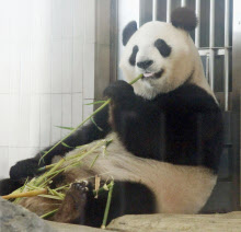 パンダのシンシン出産 上野動物園で24年ぶり 日本経済新聞