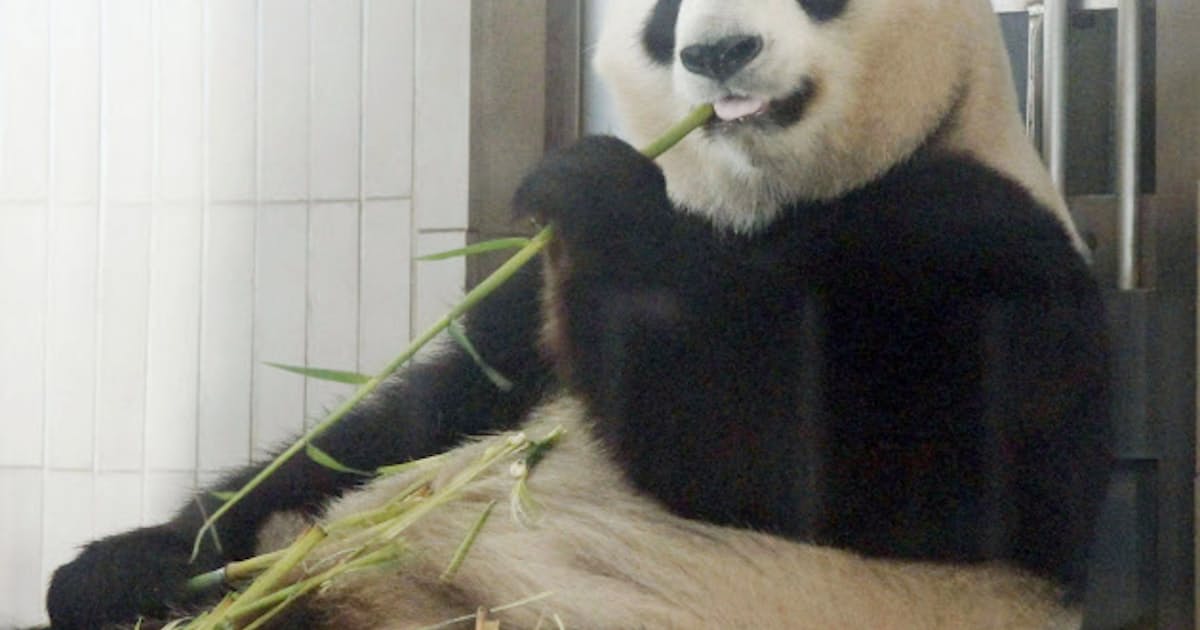 パンダの赤ちゃん デビューは半年後か 日本経済新聞 パンダの赤ちゃん デビューは半年後か 日本経済新聞