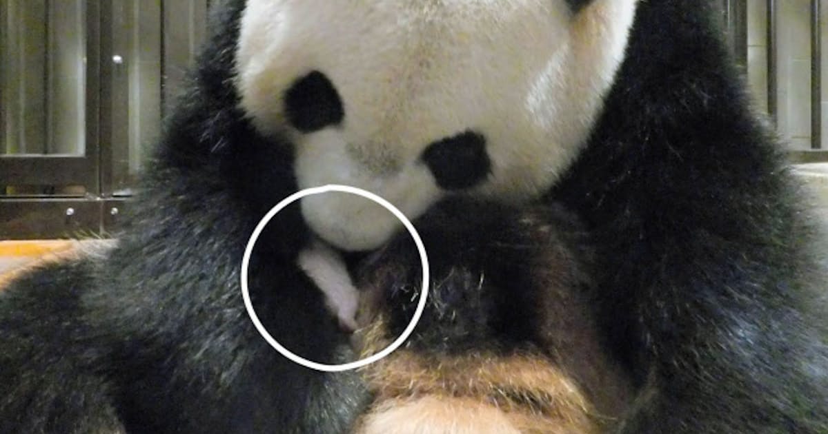 パンダの赤ちゃん 肺炎で死ぬ 上野動物園 日本経済新聞 パンダの赤ちゃん 肺炎で死ぬ 上野動物園 日本経済新聞