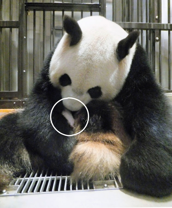 パンダの赤ちゃん 肺炎で死ぬ 上野動物園 日本経済新聞