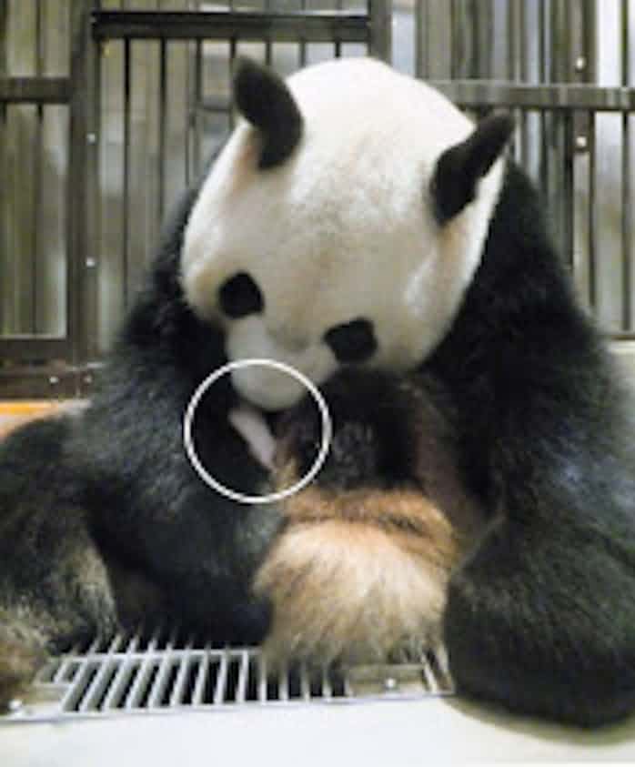 パンダの赤ちゃん 肺炎で死ぬ 上野動物園 日本経済新聞