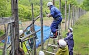 樹木がシカに食べられないようはりめぐらした防護柵を修理する(北海道斜里町)