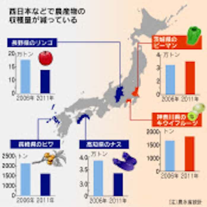 農作物 温暖化の変 キウイ産地北上 リンゴ収穫減 日本経済新聞