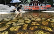 様々な儀式でみそぎの場になる御手洗池(京都市左京区の下鴨神社)