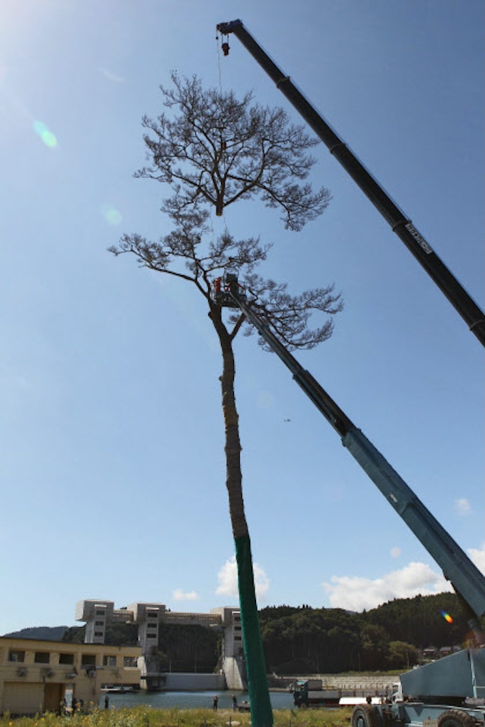 陸前高田の 奇跡の一本松 切断 加工施し保存へ 日本経済新聞