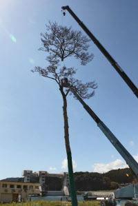 陸前高田の 奇跡の一本松 切断 加工施し保存へ 日本経済新聞 陸前高田の 奇跡の一本松 切断 加工施し保存へ 日本経済新聞